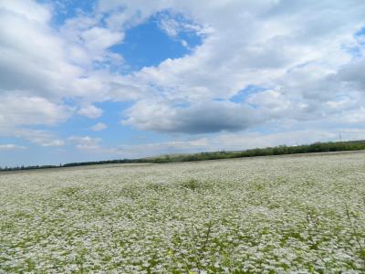 Прикрепленное изображение: DSCN4286.JPG